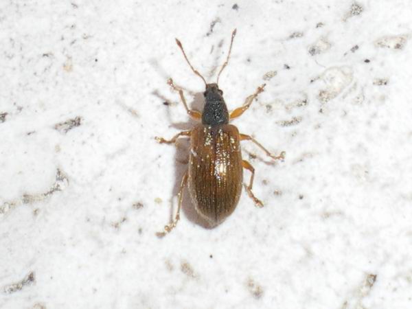 Phyllobius oblongus anconetano